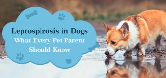 Leptospirosis in Dogs: What Every Pet Parent Should Know