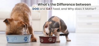 What’s the Difference Between Dog and Cat Food, and Why does It Matter?