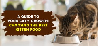 A Guide to Your Cat’s Growth: Choosing the Best Kitten Food