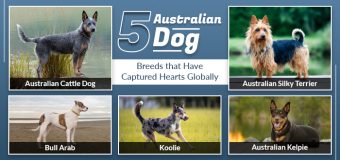 5 Australian Dog Breeds that Have Captured Hearts Globally