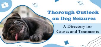 Dog Seizures: A Directory for Causes and Treatments