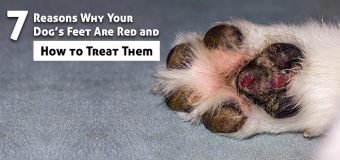 7 Reasons Why Your Dog’s Feet Are Red and How to Treat Them 