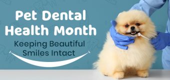 Pet Dental Health Month – Keeping Beautiful Smiles Intact