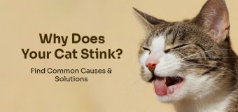 Why Does Your Cat Stink? Find Common Causes and Solutions