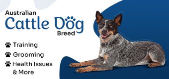 Australian Cattle Dog Breed: Training, Grooming, Health Issues & More