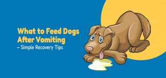 What to Feed Dogs after They’ve Vomited – Simple Recovery Tips