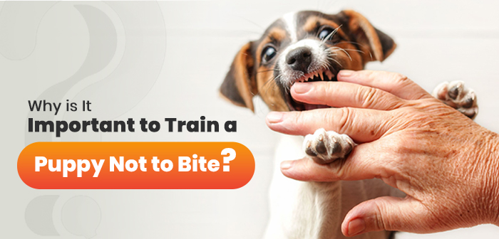 Why is It Important to Train a Puppy Not to Bite?