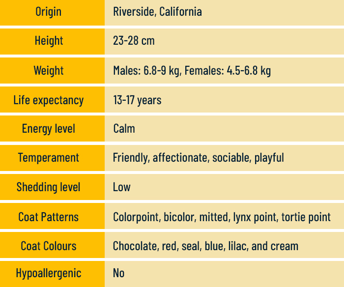 Ragdoll Cats Explained: Origin, Care Needs, and Health Concerns
