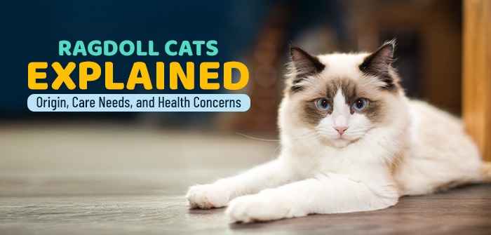 Ragdoll Cats Explained: Origin, Care Needs, and Health Concerns