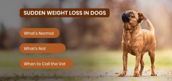 Sudden Weight Loss in Dogs: What’s Normal, What’s Not, and When to Call the Vet