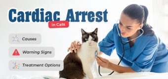 Cardiac Arrest in Cats: Warning Signs, Causes, and Treatment Options