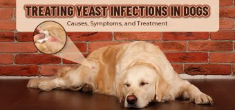 Treating Yeast Infections in Dogs: Causes, Symptoms, and Treatment