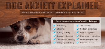 Dog Anxiety Explained: Why It Happens and How to Help Your Dog Relax