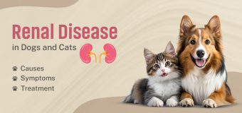 Renal Disease in Dogs and Cats: Causes, Symptoms, and Treatment