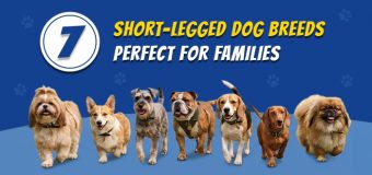 7 Short-Legged Dog Breeds Perfect for Families
