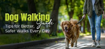 Dog Walking Guide: Tips for Better, Safer Walks Every Day