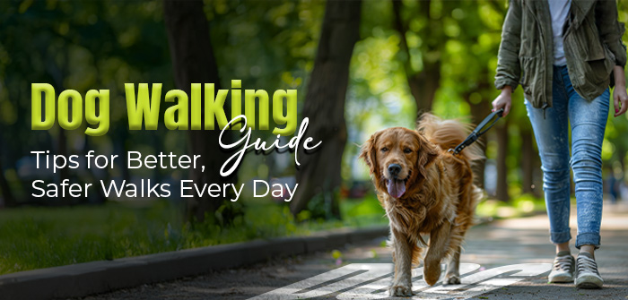 Dog Walking Guide: Tips for Better, Safer Walks Every Day