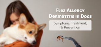 Flea Allergy Dermatitis in Dogs: Symptoms, Treatment, and Prevention