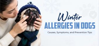 Winter Allergies in Dogs: Causes, Symptoms, and Prevention Tips