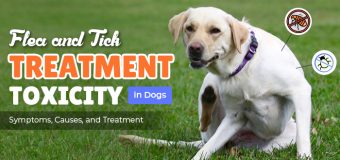 Flea and Tick Treatment Toxicity in Dogs: Symptoms, Causes, and Treatment
