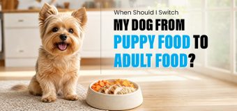 When Should I Switch My Dog From Puppy Food to Adult Food?