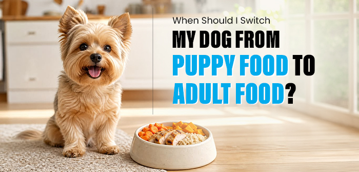 When Should I Switch My Dog From Puppy Food to Adult Food?